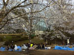 芝公園でお花見の図2