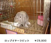 ���b�v�C���[���r�b�g