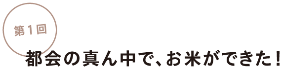 第１回都会の真ん中で、お米ができた！