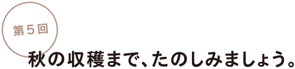 第５回
秋の収穫まで、たのしみましょう。