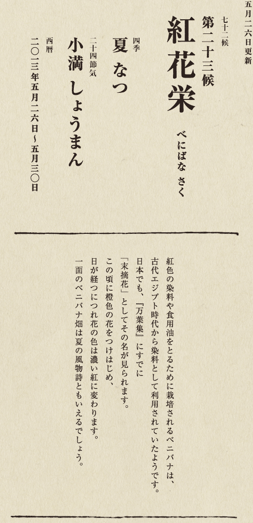 紅色の染料や食用油をとるために栽培されるベニバナは、 古代エジプト時代から染料として利用されていたようです。 日本でも、『万葉集』にすでに 「末摘花」としてその名が見られます。 この頃に橙色の花をつけはじめ、 日が経つにつれ花の色は濃い紅に変わります。 一面のベニバナ畑は夏の風物詩ともいえるでしょう。