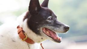 アンリさんのつくる犬の「くびわ」と「リード」