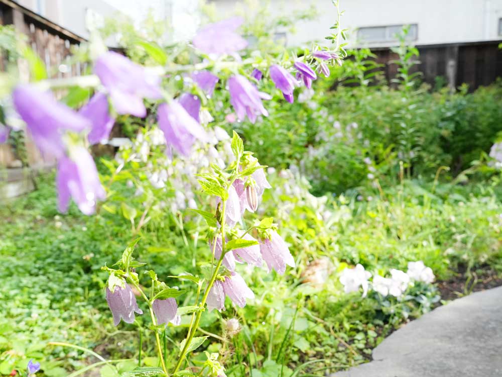 取材当日、雨粒で輝くホタルブクロの花々