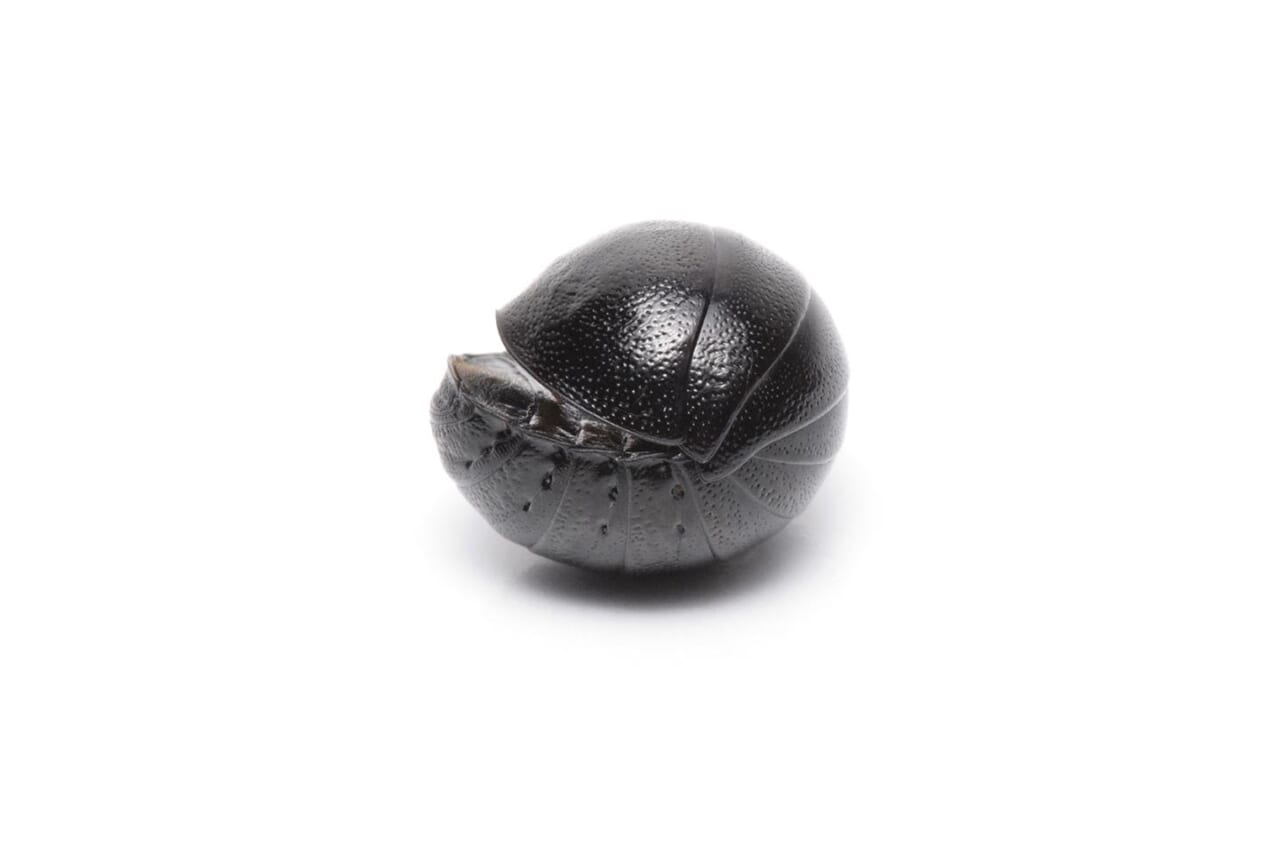 ヒメマルゴキブリ（丸）