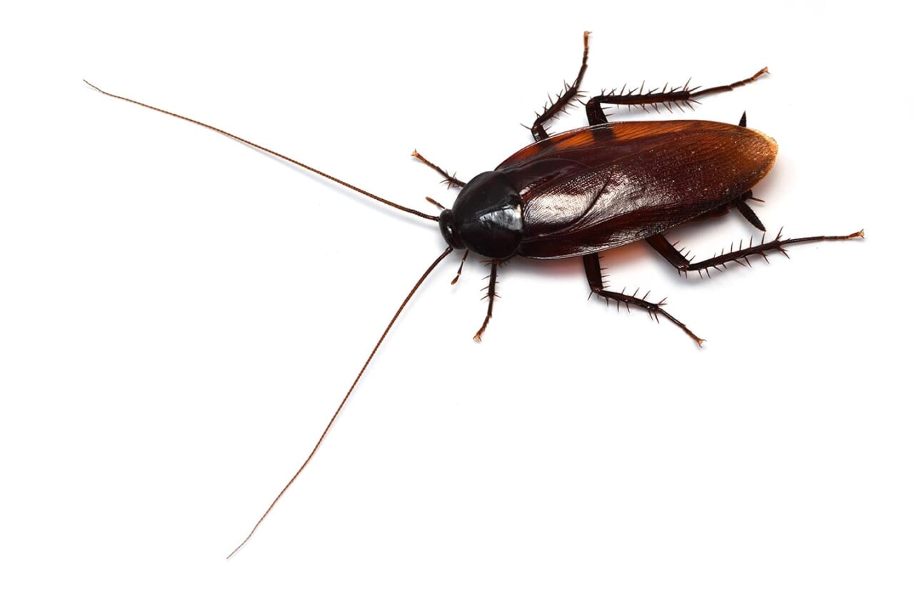 クロゴキブリ（全体）
