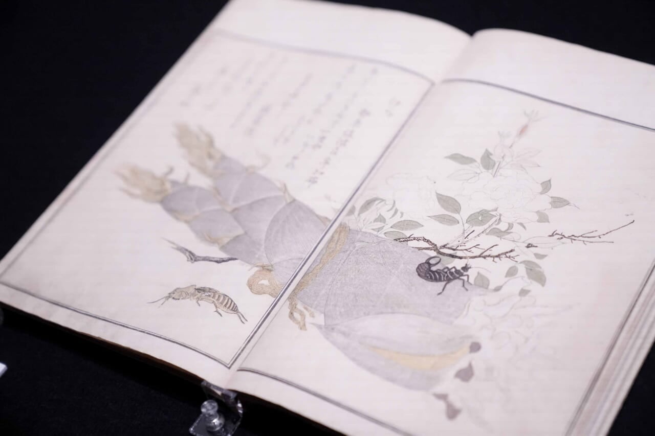 ▲『画本虫撰』上巻（千葉市美術館蔵）