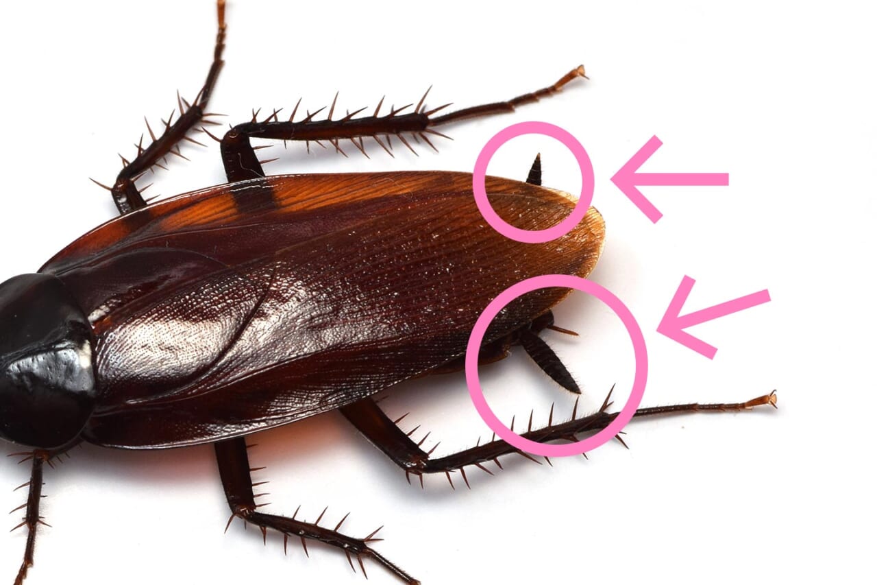 クロゴキブリの尾肢