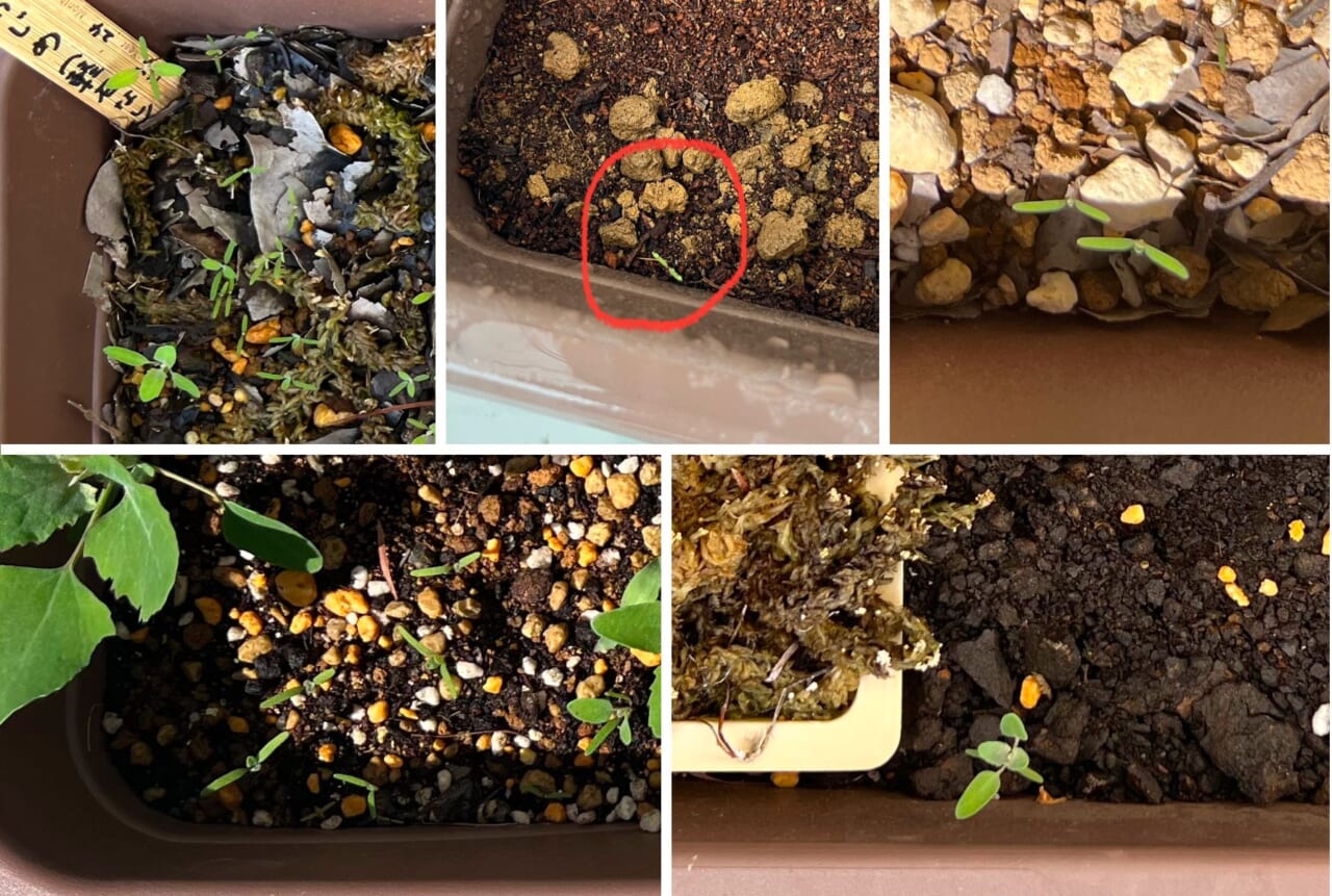 共通する謎の芽