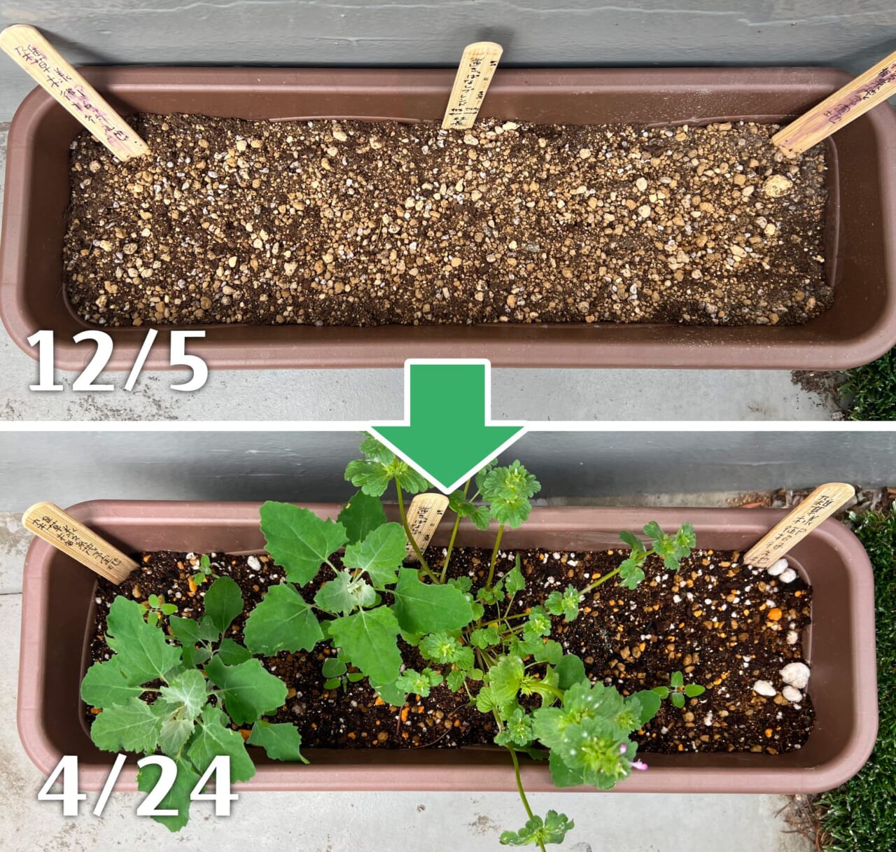 イトイの雑草プランター