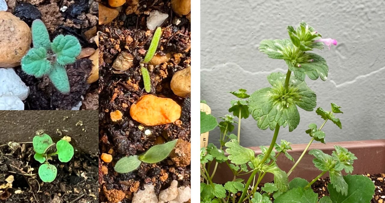 イトイの雑草プランター