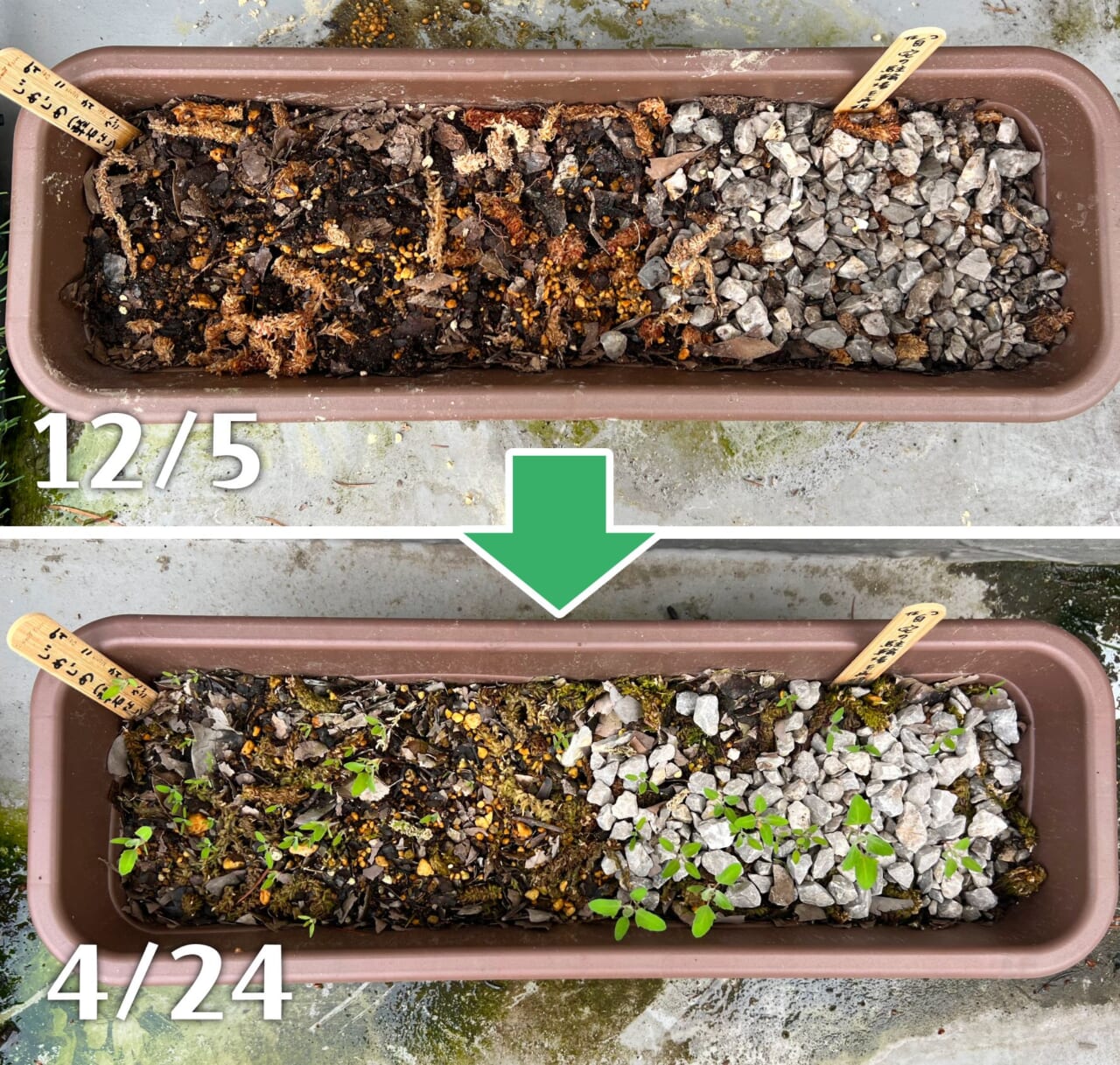 かごしま＆なっつの雑草プランター