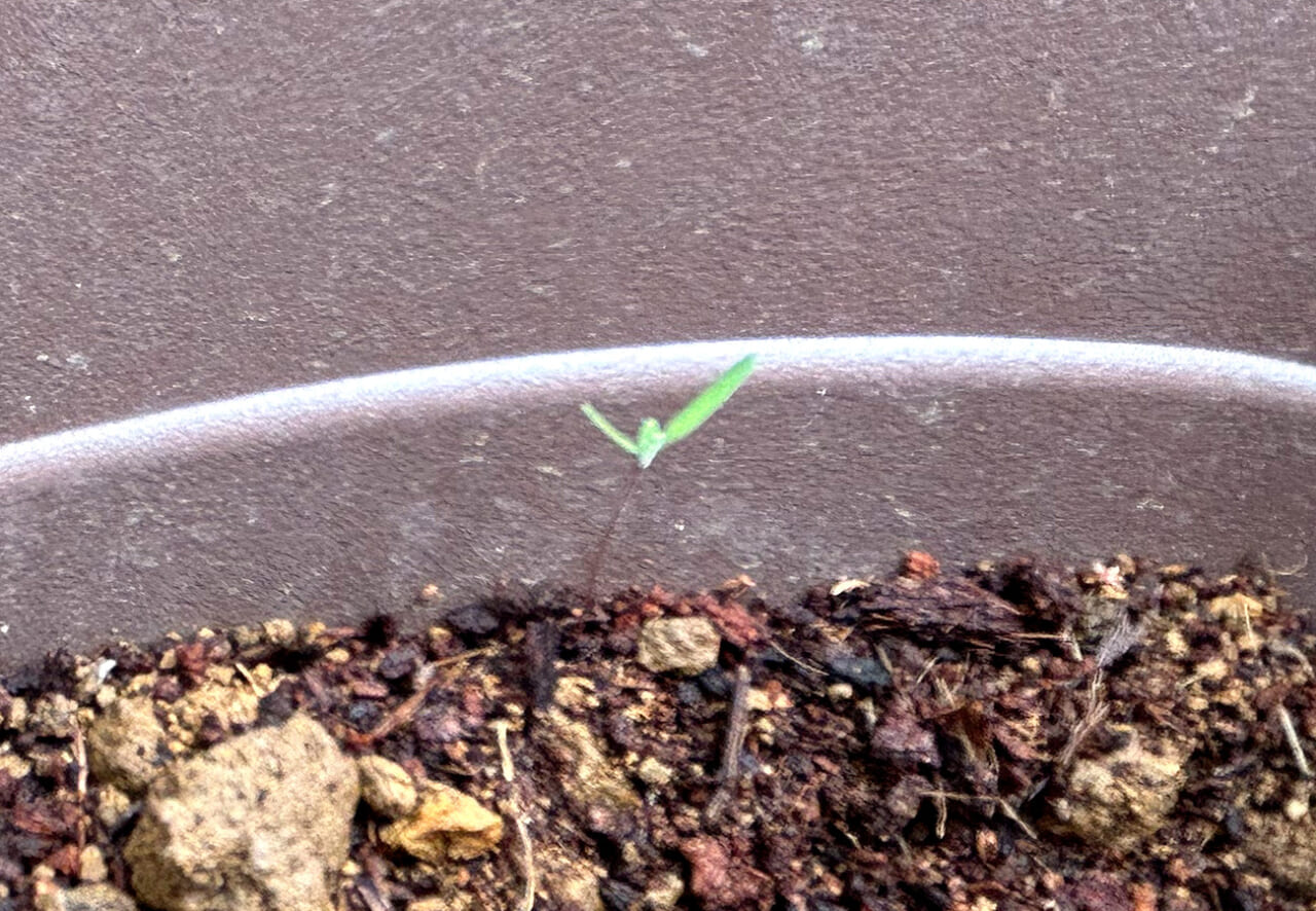 まるで「(出てこれた)ばんざい!」をしているみたい