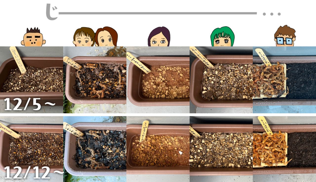 12月５日〜12月12日〜　雑草プランターの芽生えを待つ