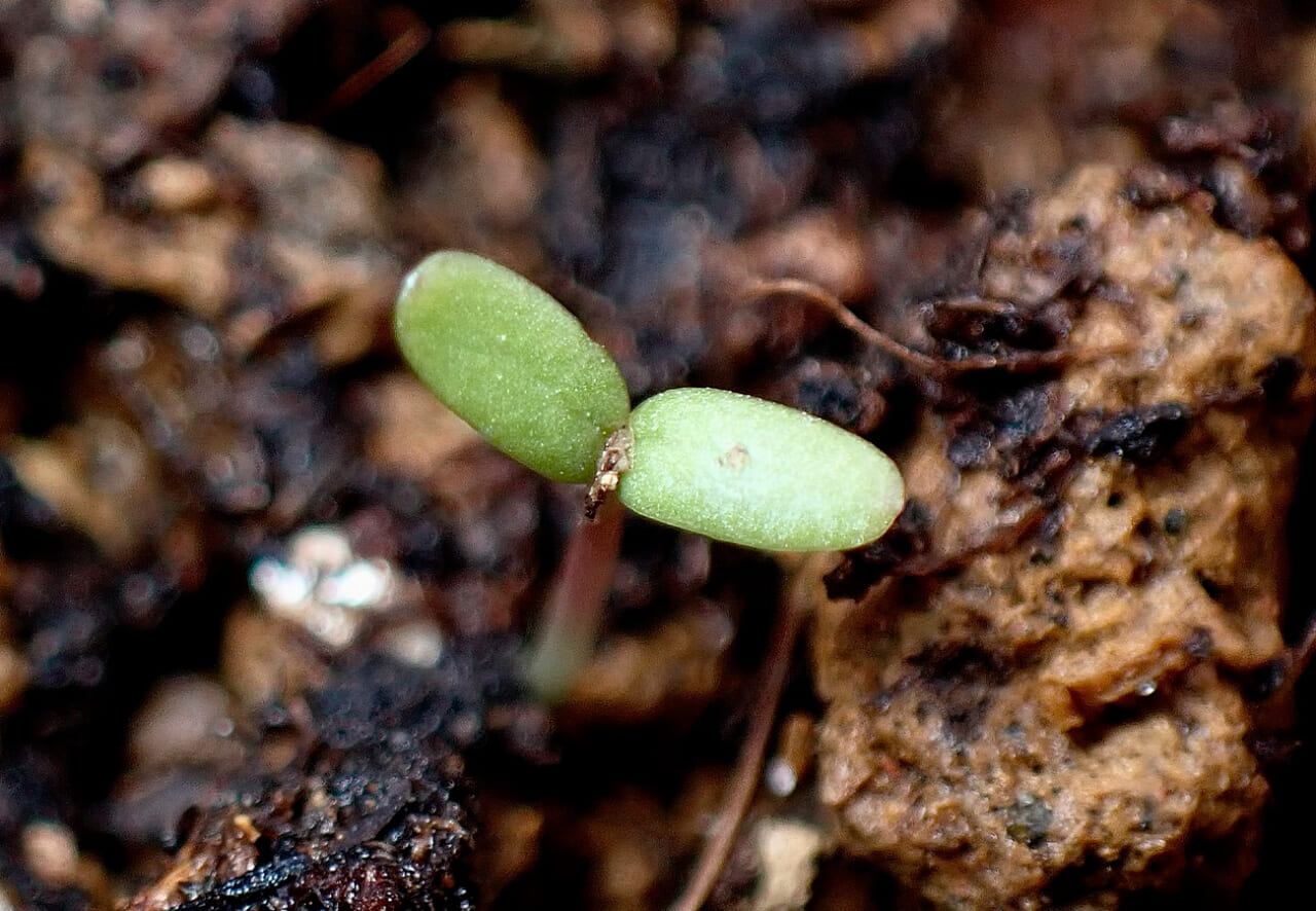 かわいい芽生え