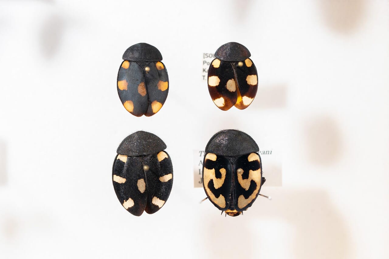 ドミノゴキブリの仲間。