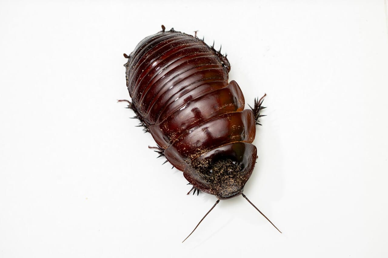 ヨロイモグラゴキブリ。