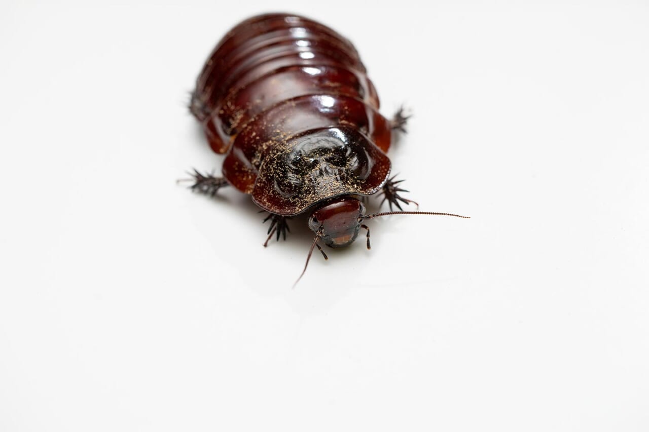 ヨロイモグラゴキブリ（正面）