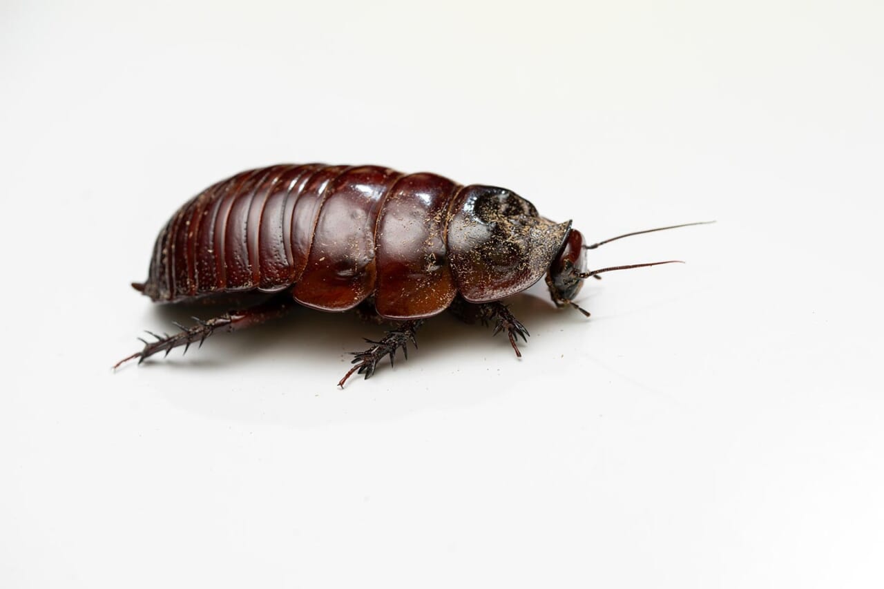 ヨロイモグラゴキブリ（側面）