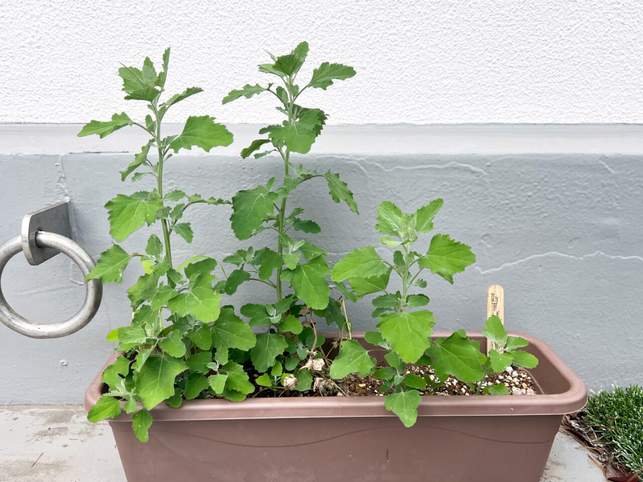 △こちらはしゃちょー（糸井重里）の雑草プランター。タネを撒かなかったのに、こんなにモサモサと雑草が生えたんです！