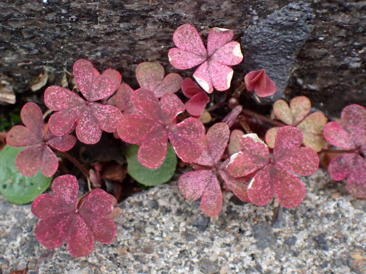 △ハートの形の葉がかわいい！ なんとかカタバミかな？