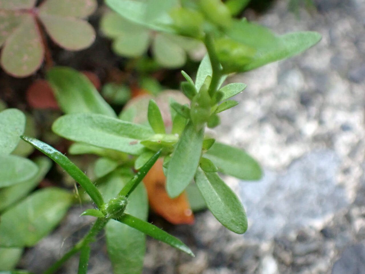 △葉が互い違いに生えているから、日光を吸収しやすそう。