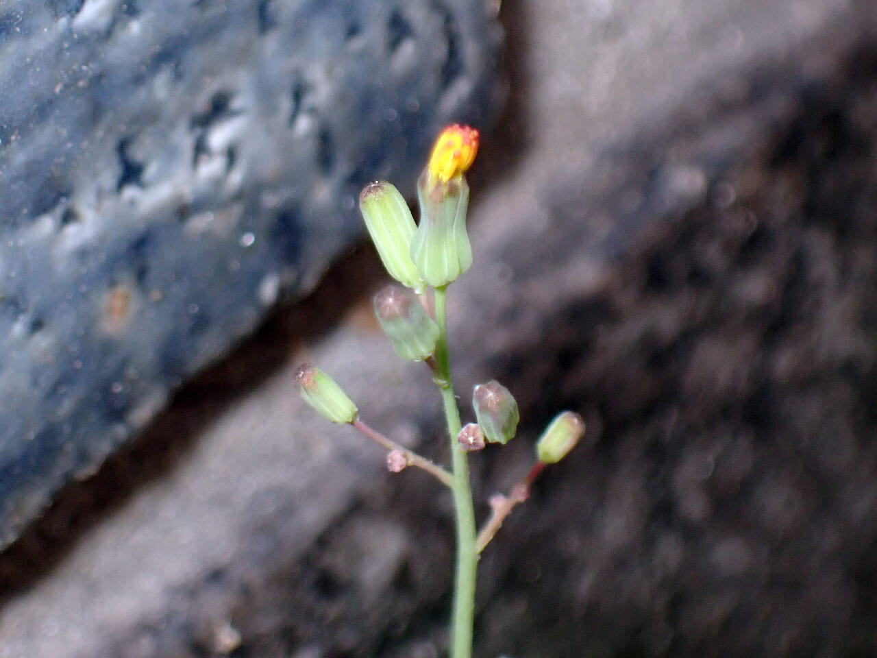△これから花が咲きそう。オニタビラコかな？