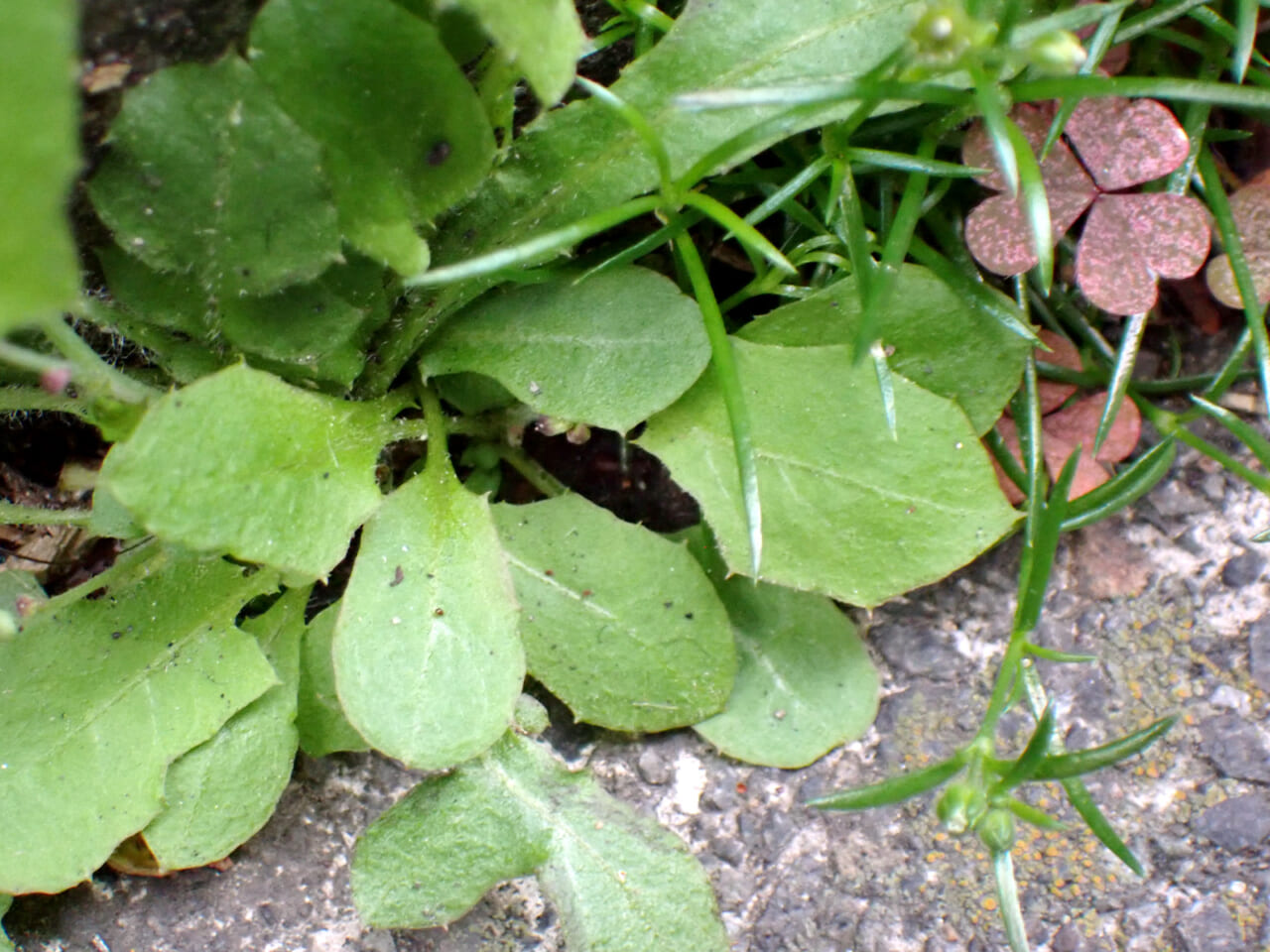 △まだちょっと、種類はわからない草。これからがたのしみ！