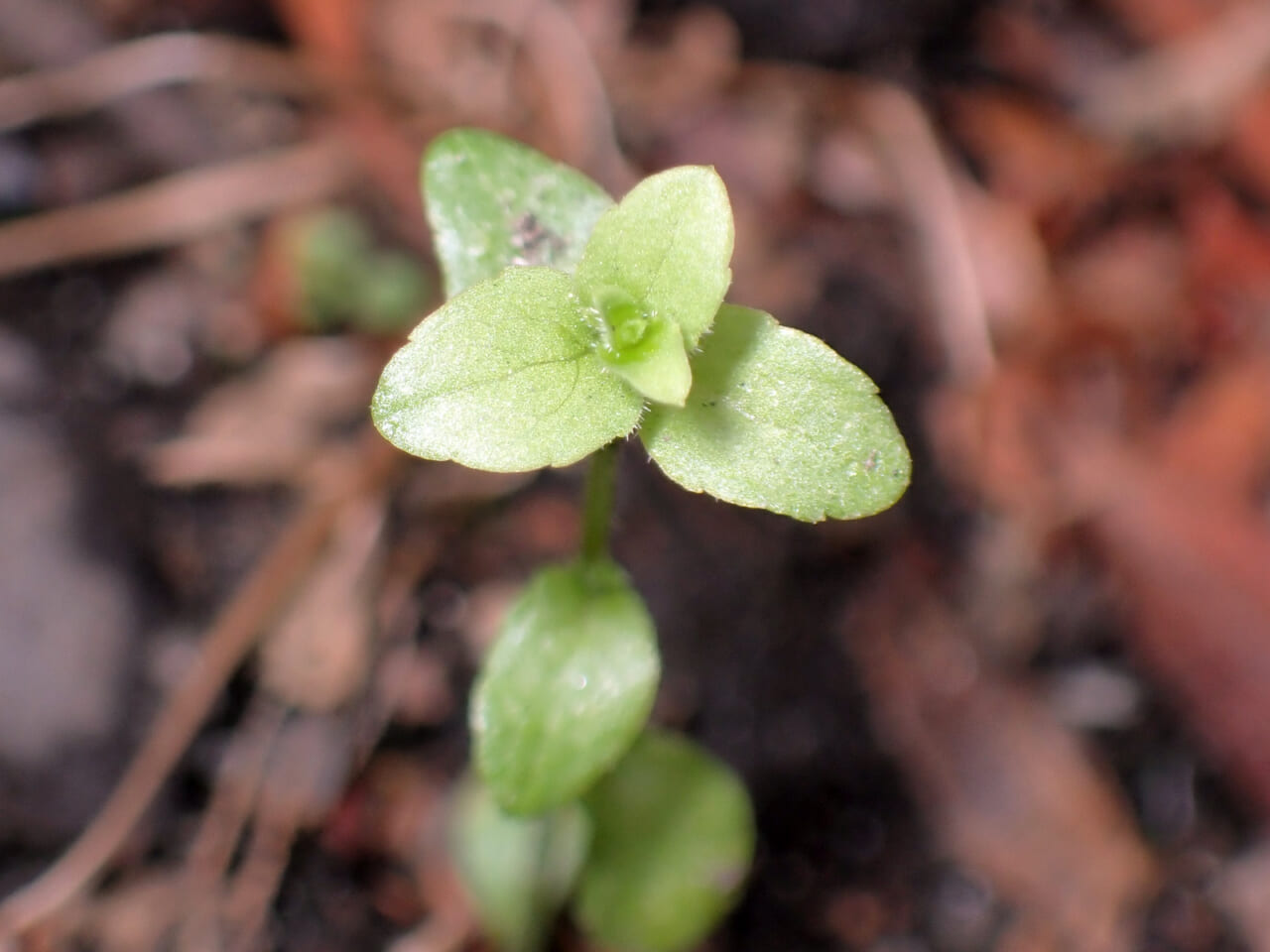 △葉のつき方が花みたいでかわいい。