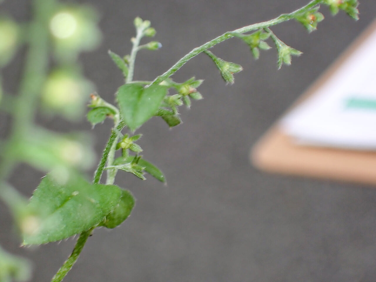 △キュウリグサかと思って葉をこすると、やっぱりきゅうりの匂いがした！