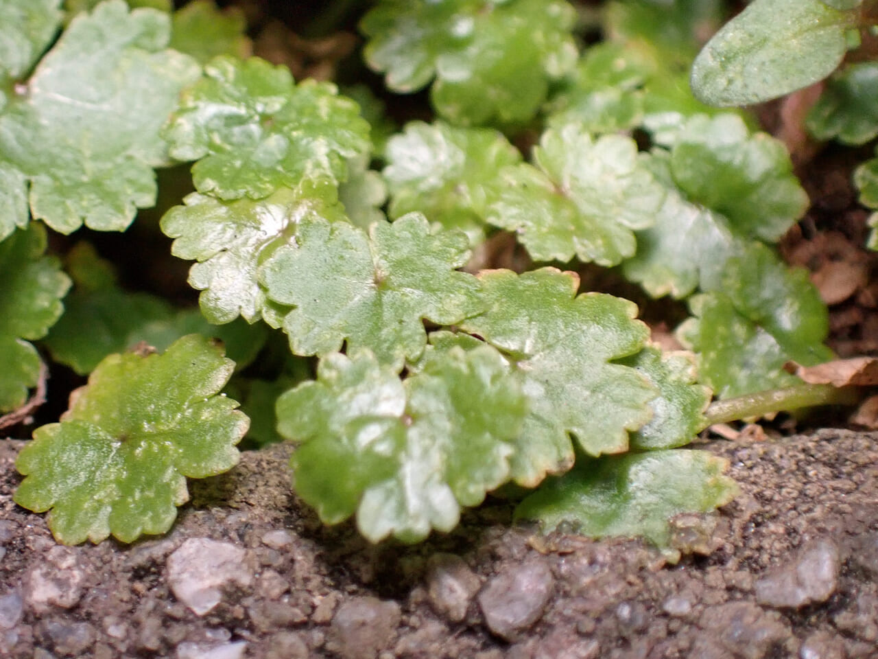 △クローバーのように葉が何枚もあるかと思いきや、１枚しかなかった！
