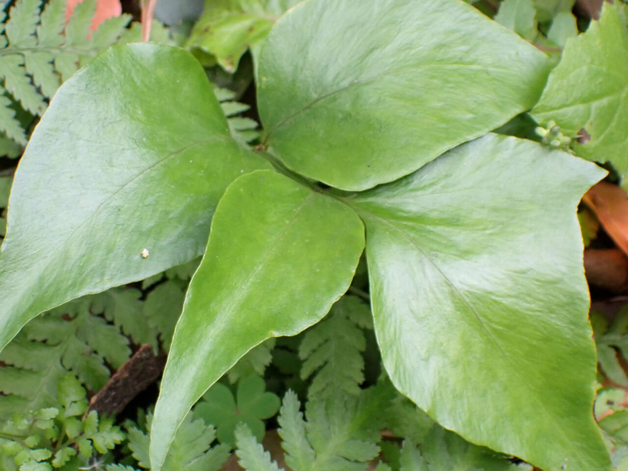 △これは見たことある！  ツヤツヤの葉がきれい。