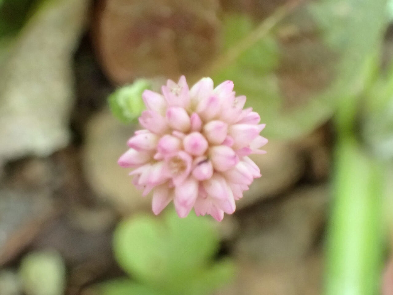 △ちいさな花が密集している！