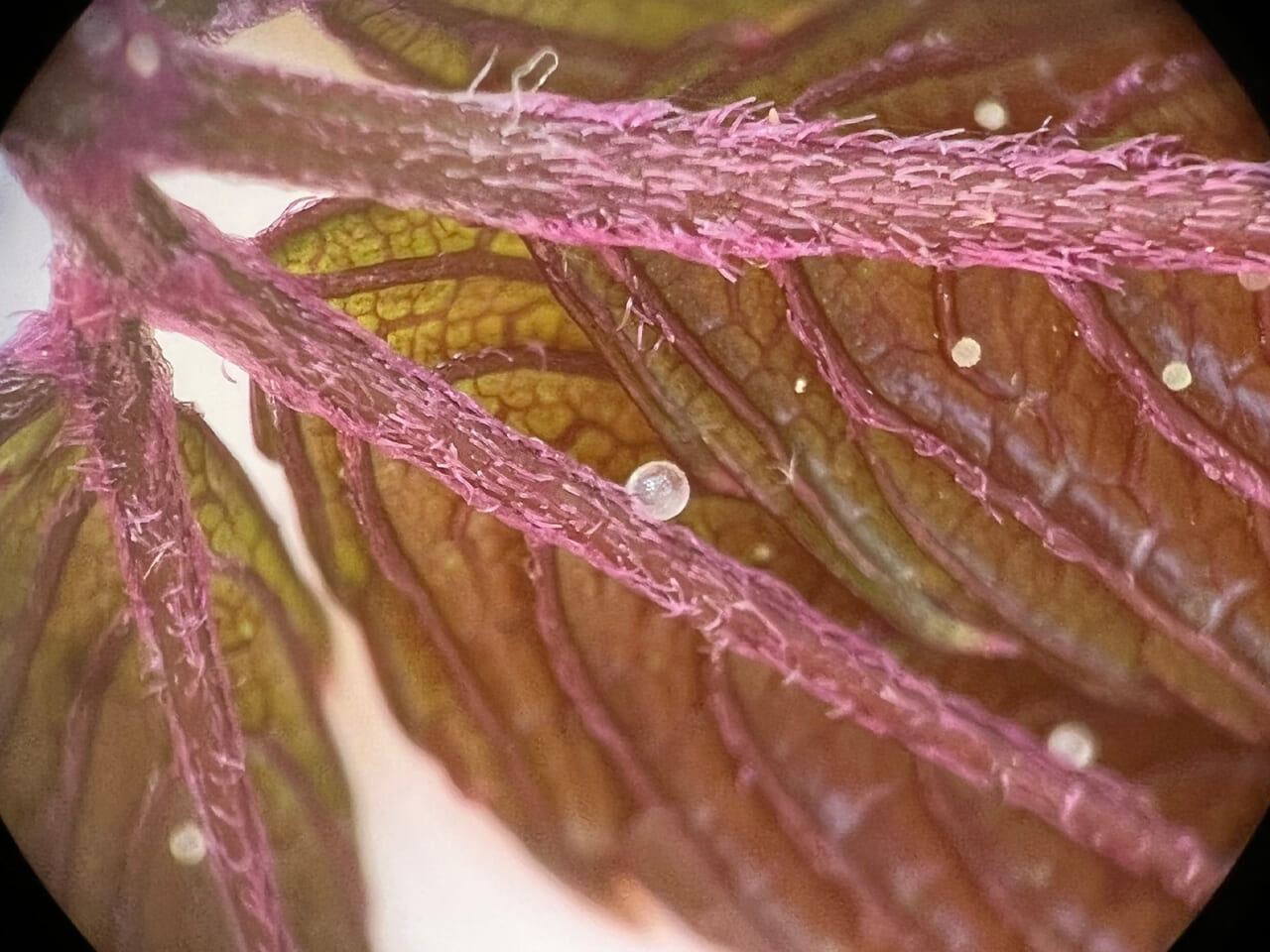 △メロンが持っていた真珠体の資料写真。細かな粒がいっぱい。