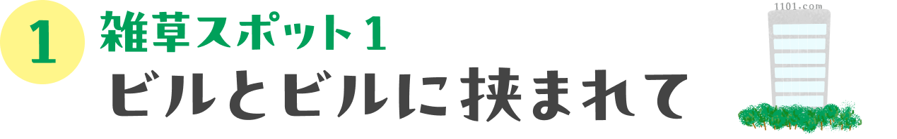 雑草観察ツアーにでかけよう！：01 雑草スポット１　ビルとビルに挟まれて