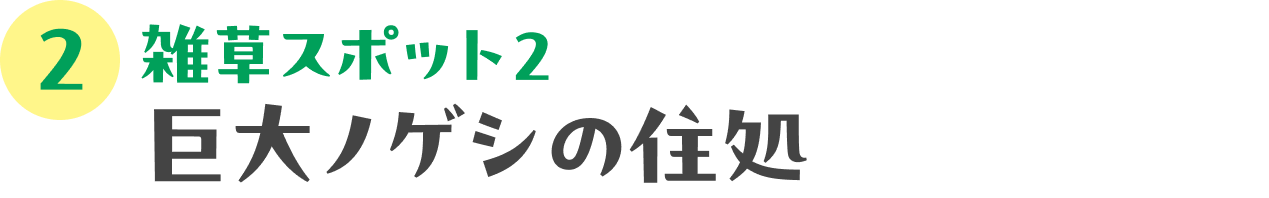 雑草観察ツアーにでかけよう！：02 雑草スポット２　巨大ノゲシの住処