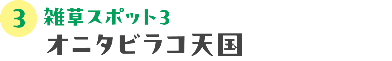 雑草観察ツアーにでかけよう！：03 雑草スポット３　オニタビラコ天国