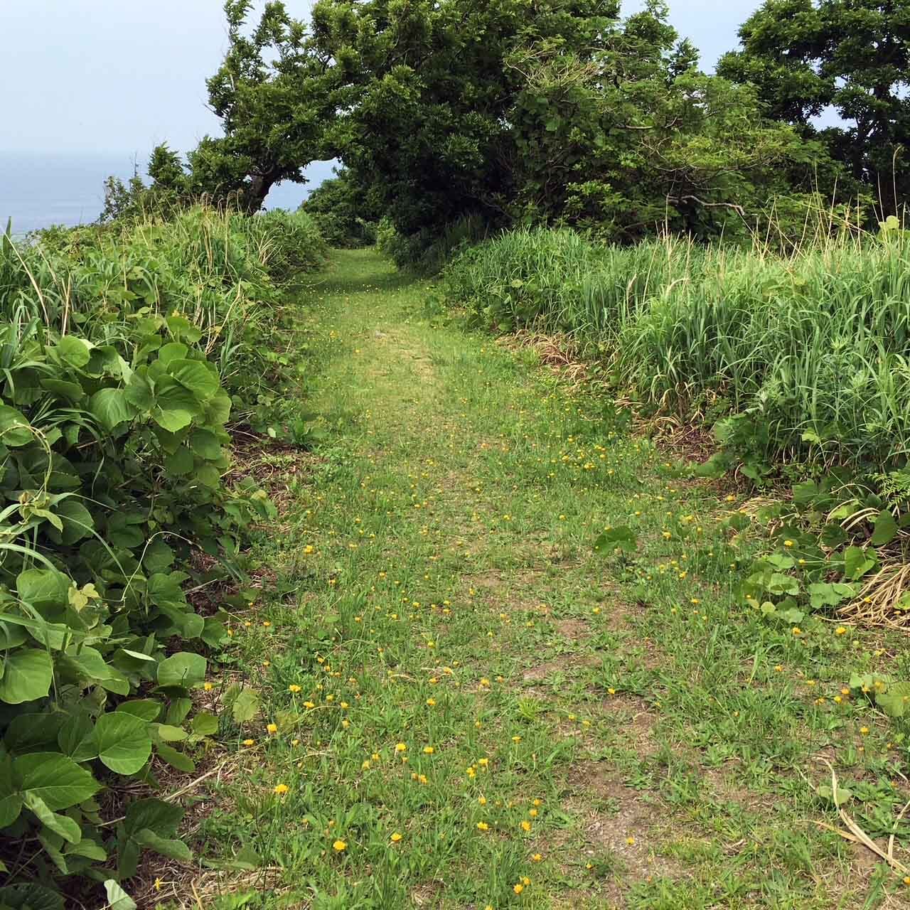 珠洲のキャンプ場のたのしい小道。（写真提供／ひびのこづえ）