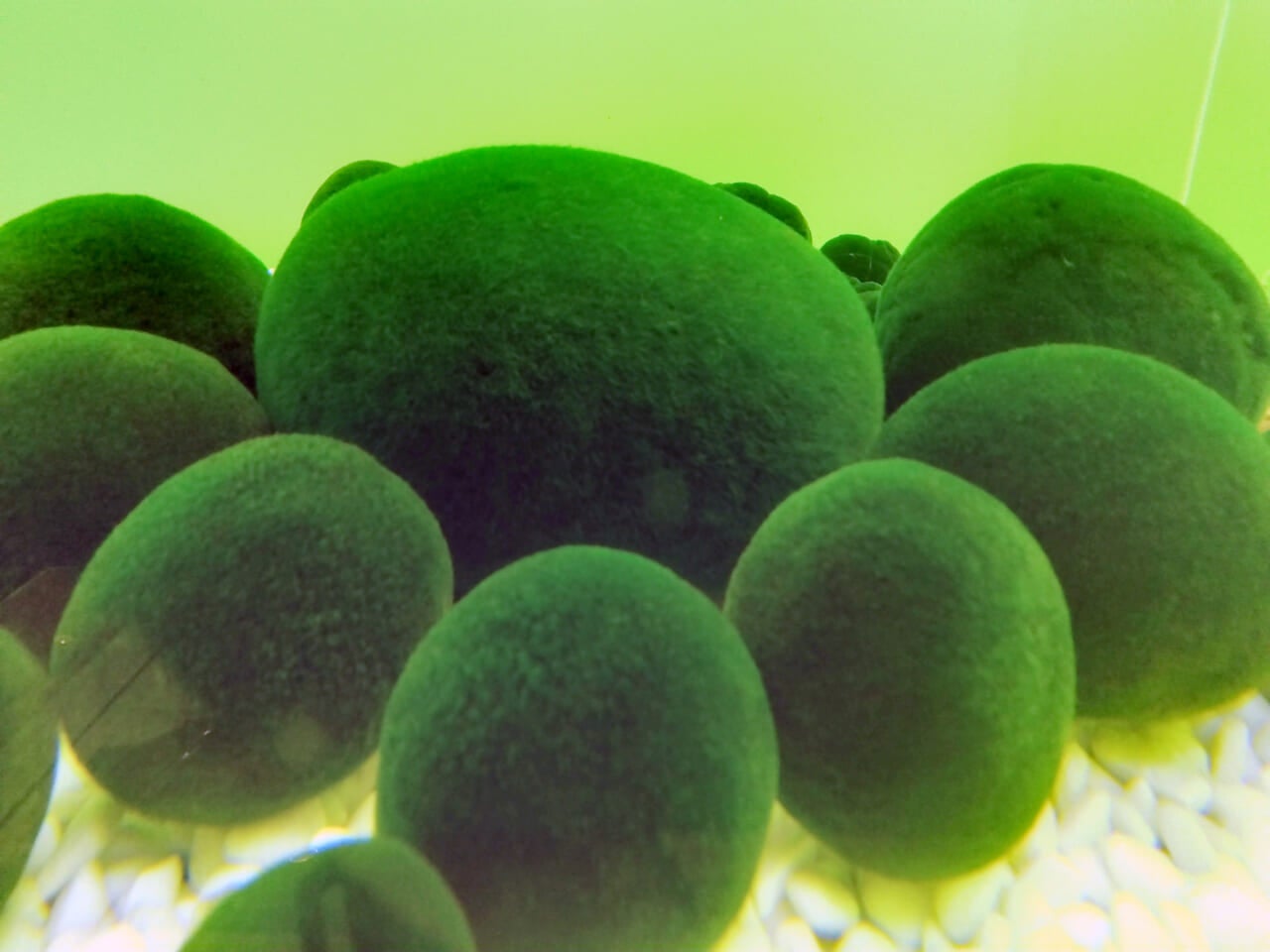 ▲阿寒湖のマリモ（撮影：辻彰洋）