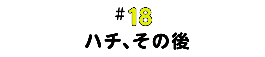 #18 ハチ、その後