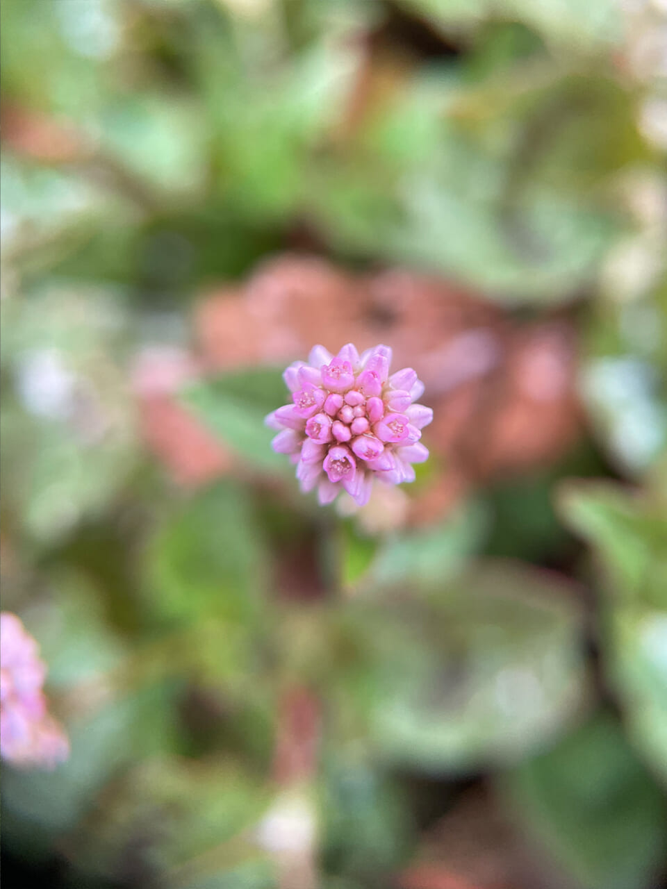 △ヒメツルソバの花が丸くてかわいい。（撮影：かご）