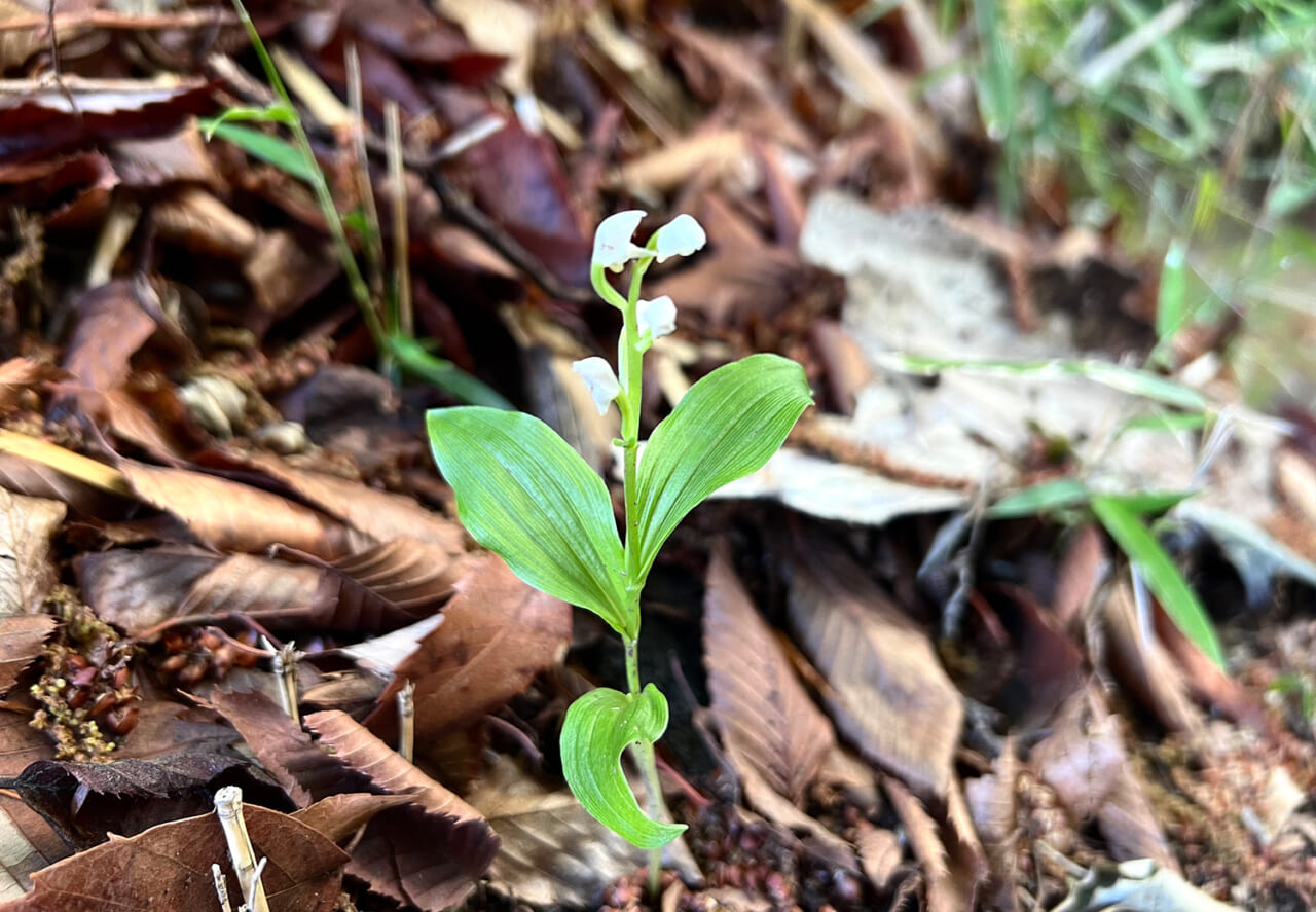△縦に長いやつ＆白いのって、うまく撮れない。（撮影：メロン）
