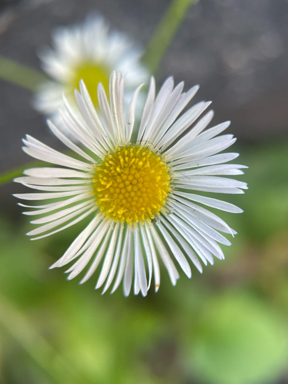 △ヒメジョオンか、ハルジオンの花。（撮影：かご）