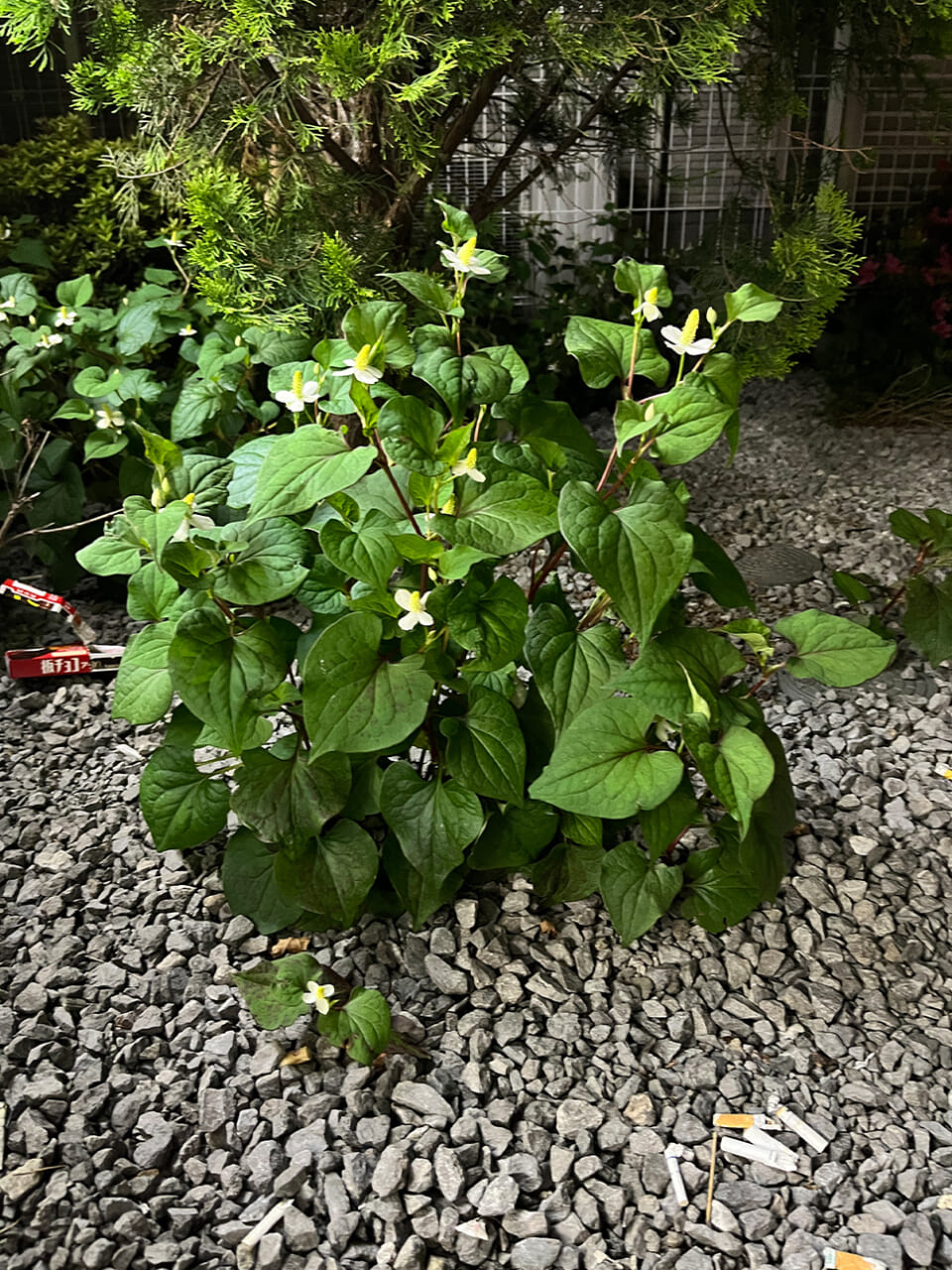 △縦に伸びるドクダミが珍しくて。（撮影：安木）