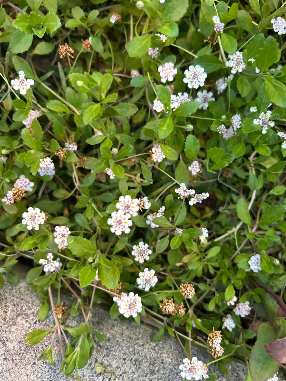 △イワダレソウの花。（撮影：かご）