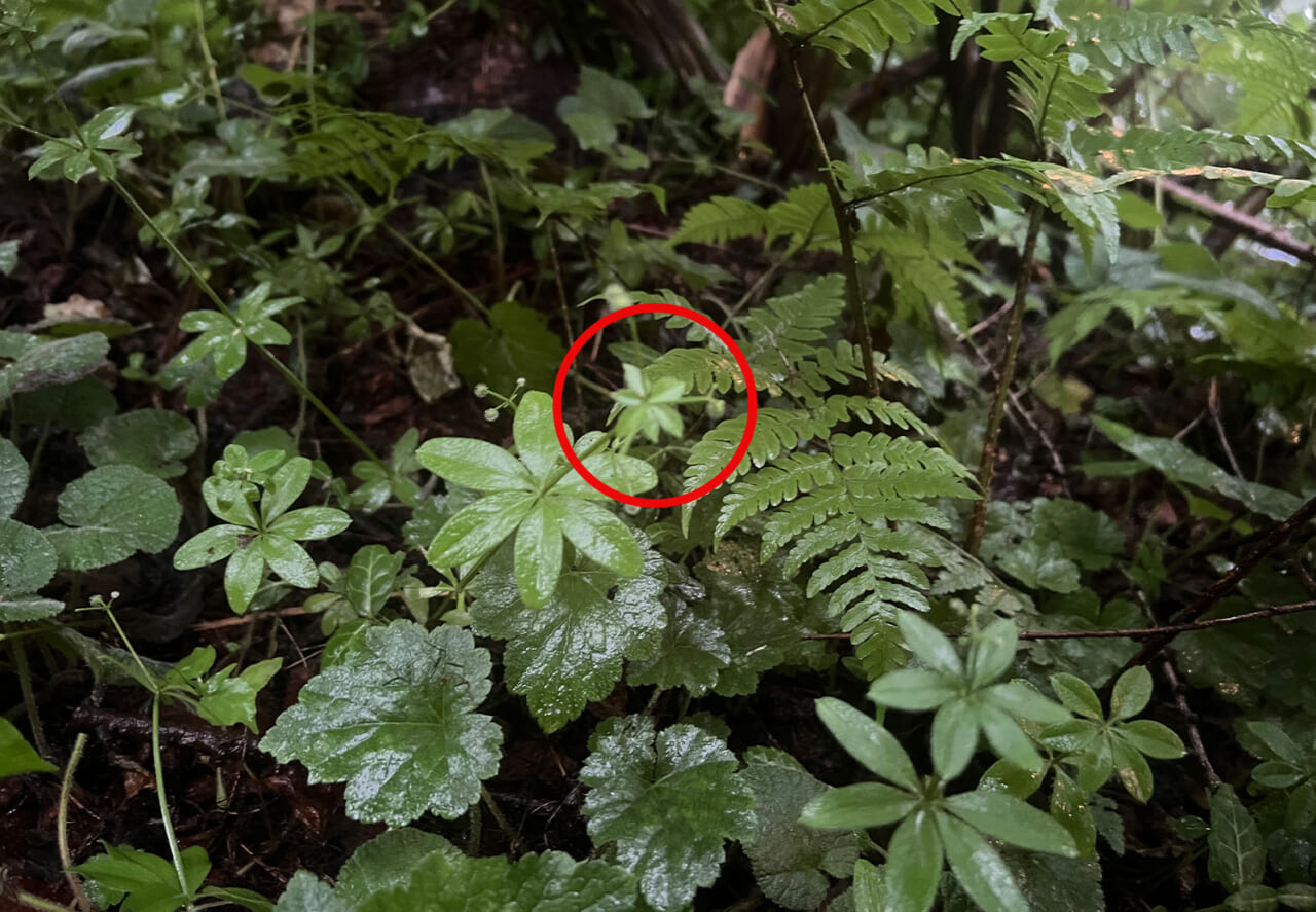 △長い茎が伸びていて、中央の先がボケている。長いのはうまく撮れない。（撮影：メロン）