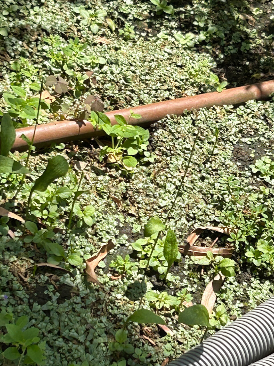 △撮りたいものが多すぎて、結局なにを撮ったかわすれてしまう。（撮影：もも）