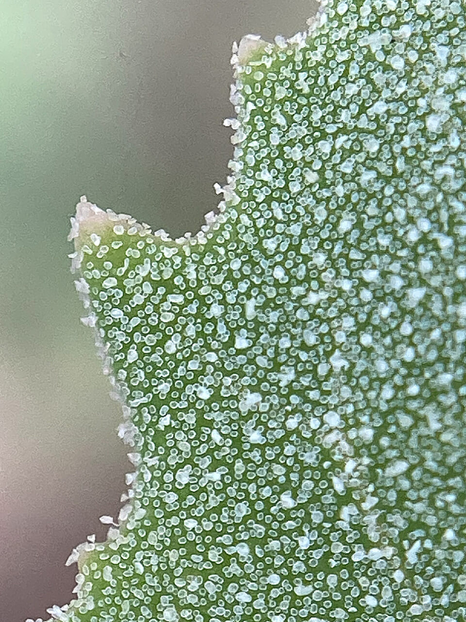 △シロザの葉の拡大写真。新しい葉のほうがつぶつぶ多いです（撮影：鈴木純さん）