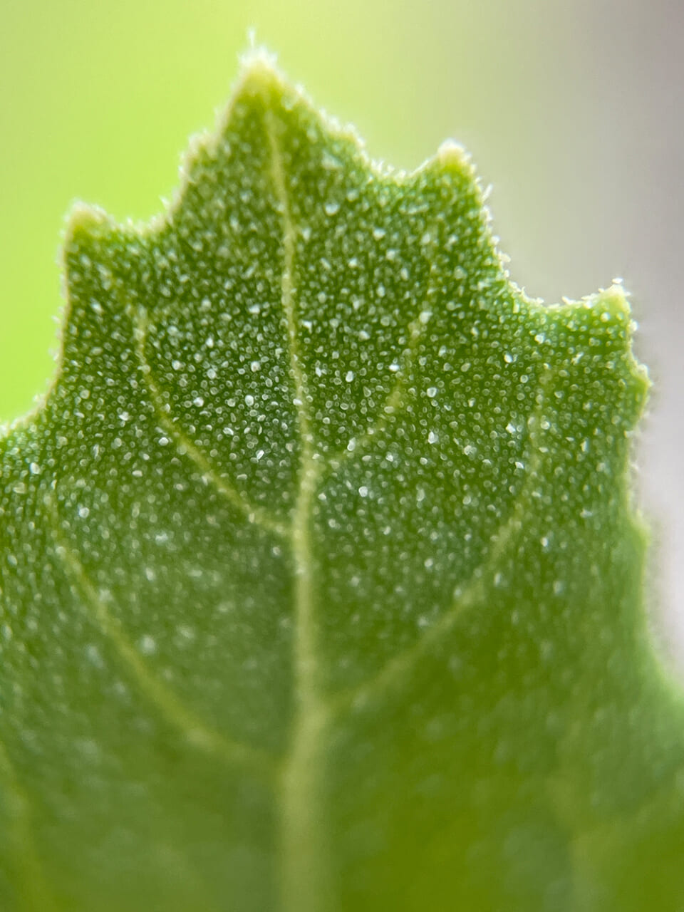 △同じくシロザの葉。（撮影：安木）