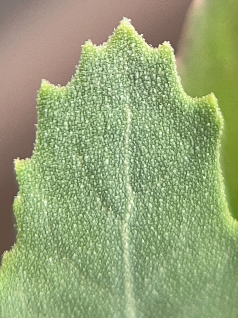 △同じくシロザの葉。（撮影：かご）