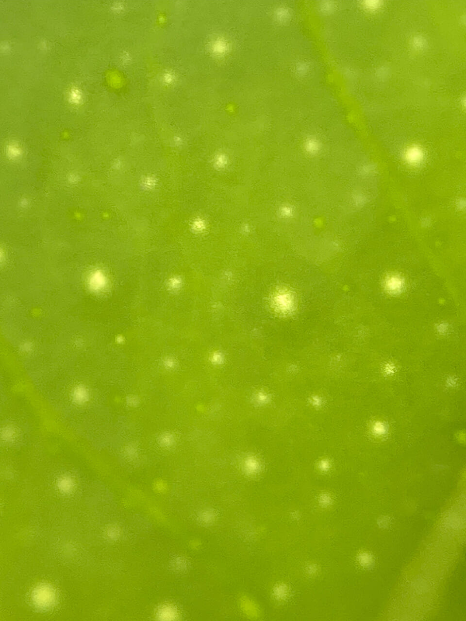 △レモンの葉を光を背景に。（撮影：鈴木純さん）